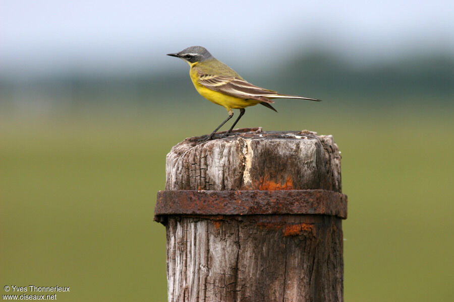 Western Yellow Wagtail male adult