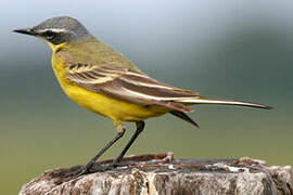 Western Yellow Wagtail