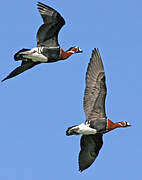 Red-breasted Goose