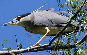 Black-crowned Night Heron