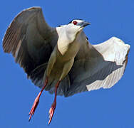 Black-crowned Night Heron