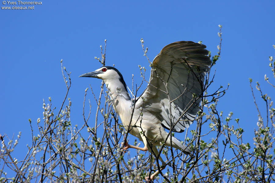 Black-crowned Night Heronadult