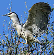 Black-crowned Night Heron