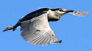 Black-crowned Night Heron