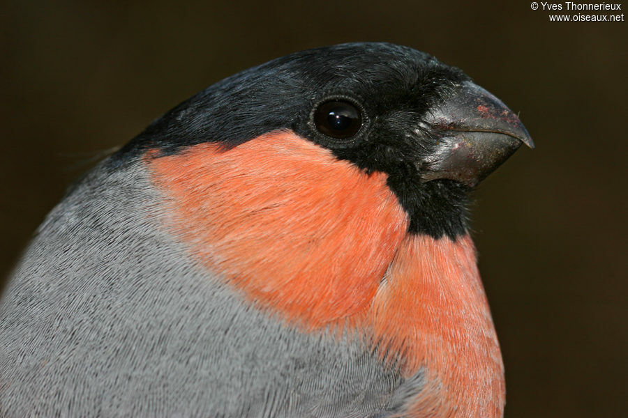 Eurasian Bullfinch