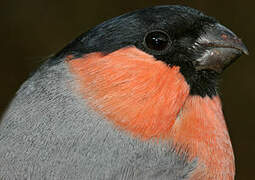 Eurasian Bullfinch