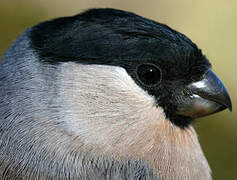 Eurasian Bullfinch