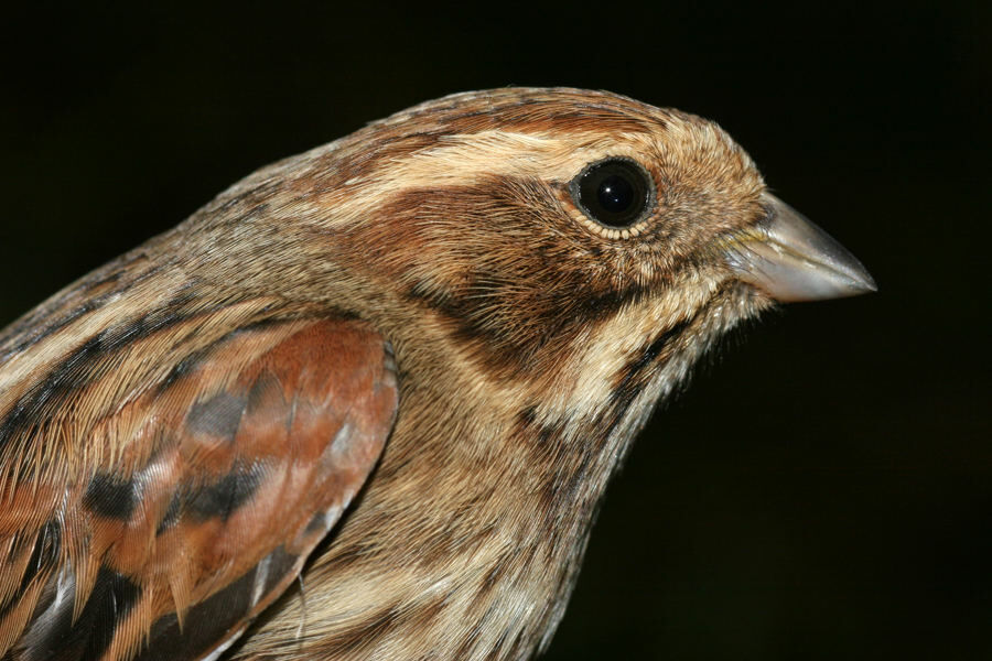 Bruant des roseaux