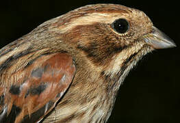 Common Reed Bunting