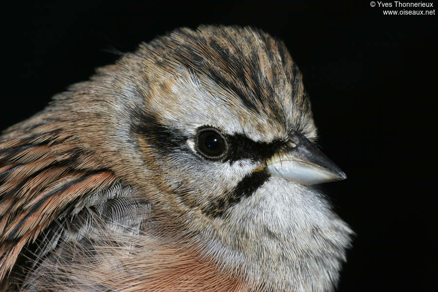 Rock Bunting