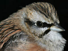 Rock Bunting