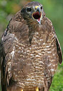 Common Buzzard