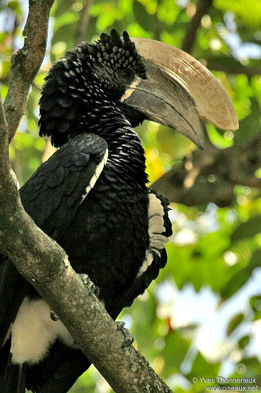 Silvery-cheeked Hornbill