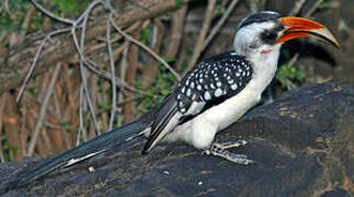 Jackson's Hornbill