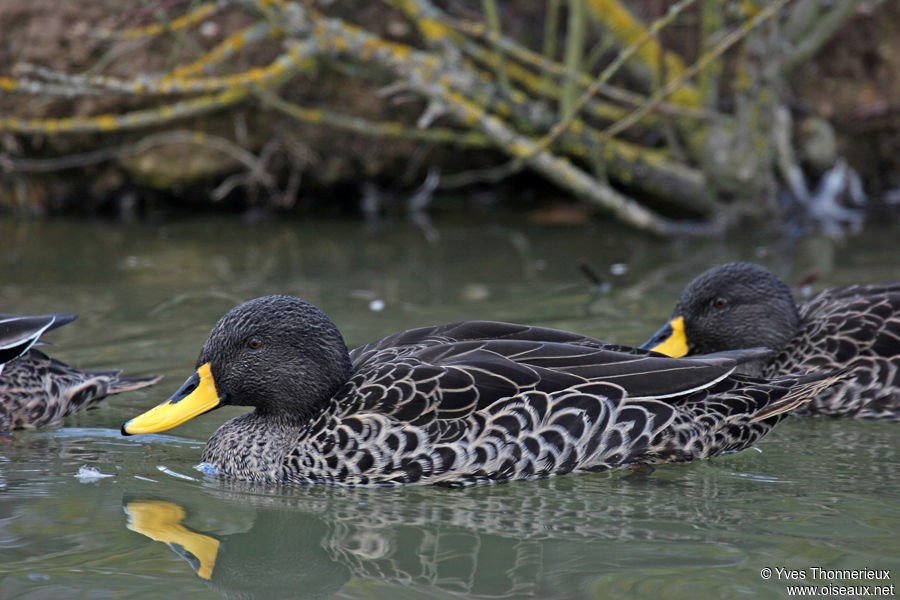 Yellow-billed Duck