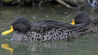 Yellow-billed Duck