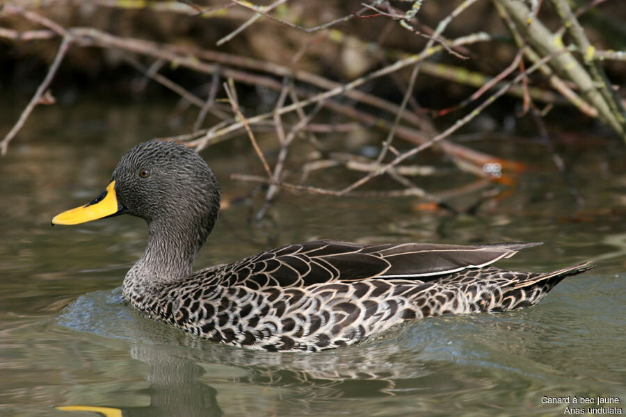 Canard à bec jaune