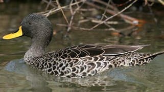 Yellow-billed Duck