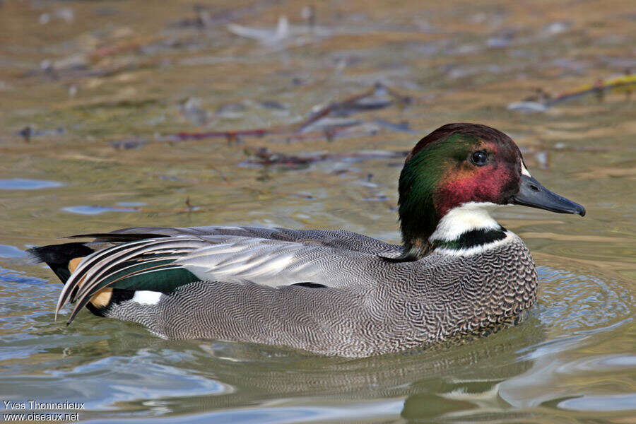 Canard à faucilles mâle, portrait