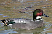 Canard à faucilles