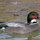 Falcated Duck