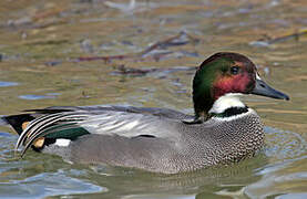 Falcated Duck