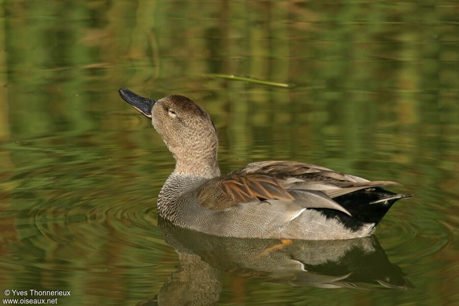 Canard chipeau