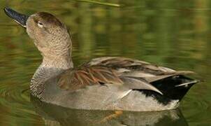 Gadwall