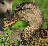 Gadwall