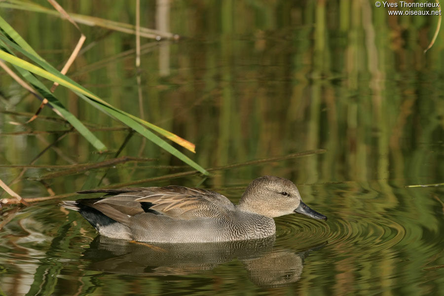 Gadwall