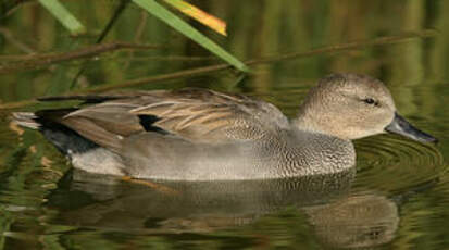 Canard chipeau