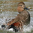 Canard chipeau