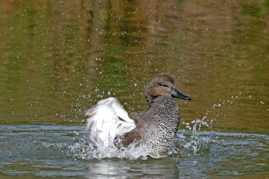 Canard chipeau