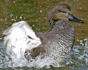 Canard chipeau