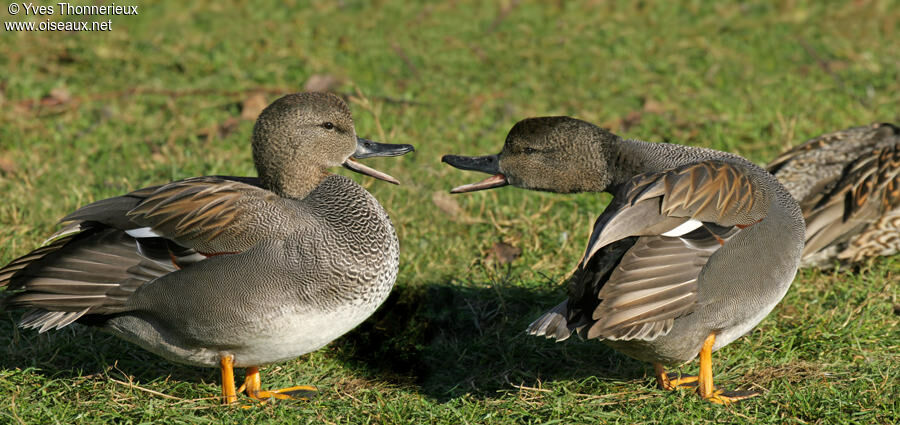 Canard chipeau