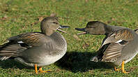 Canard chipeau