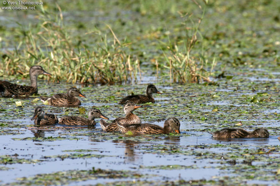 Canard chipeau