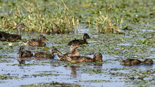 Gadwall