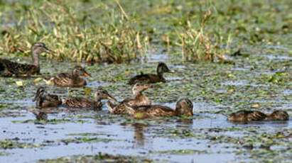 Canard chipeau