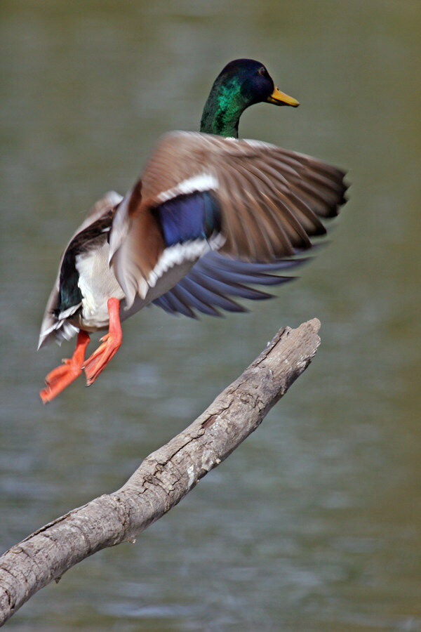 Canard colvert