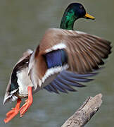 Canard colvert