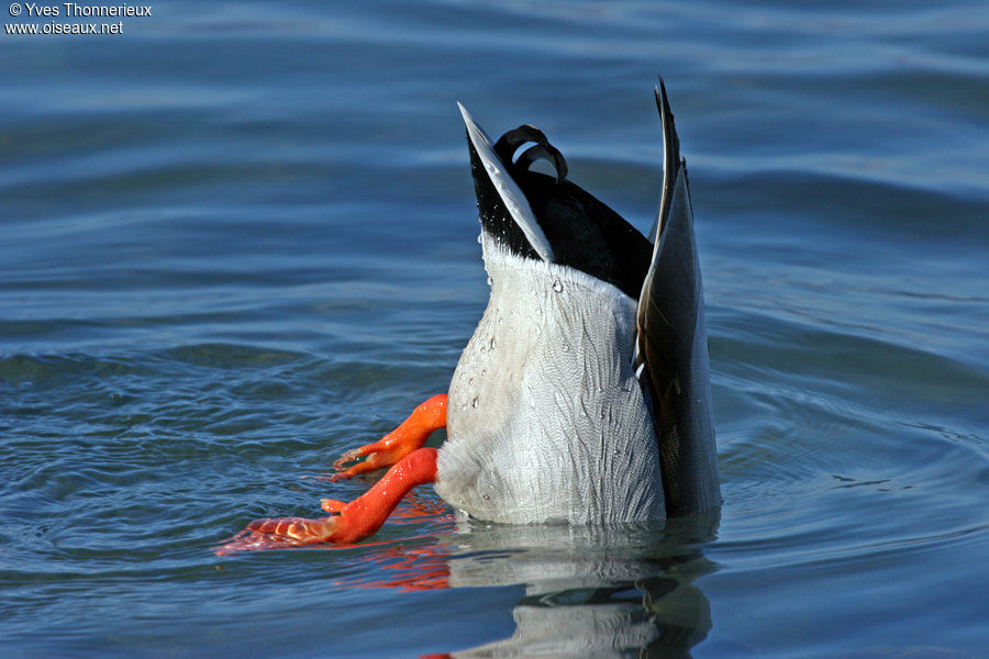 Canard colvert