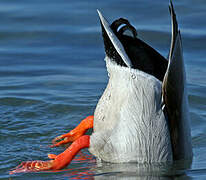 Canard colvert