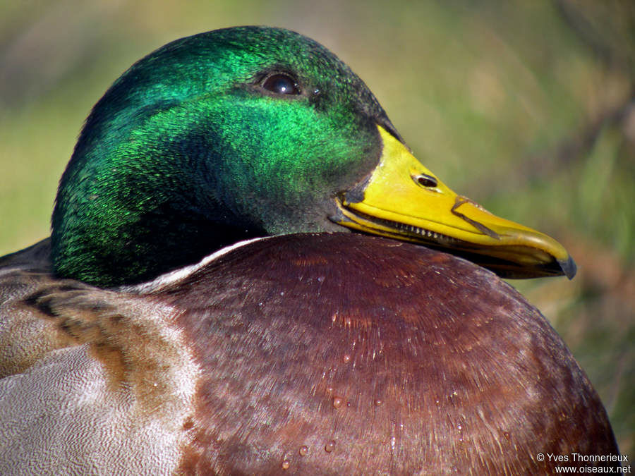 Mallard