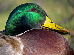 Canard colvert