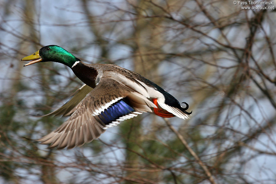 Canard colvert