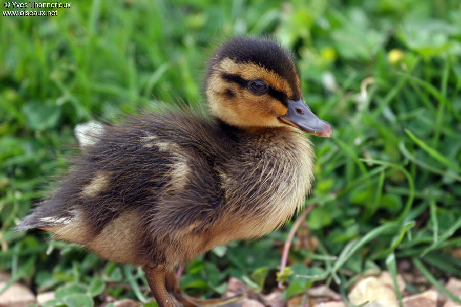 Canard colvert