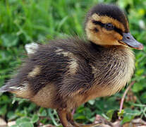 Canard colvert