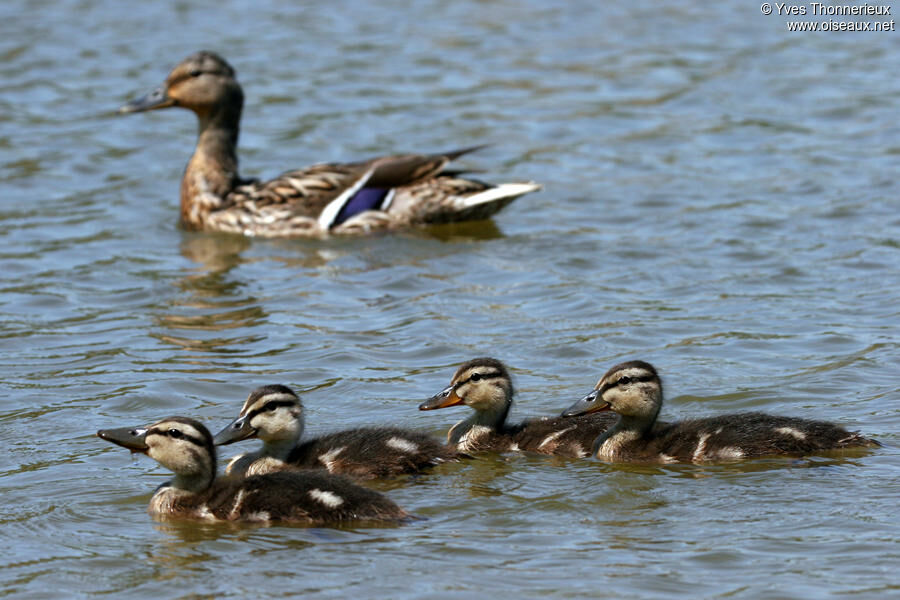 Canard colvert femelle adulte