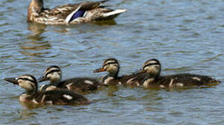 Canard colvert